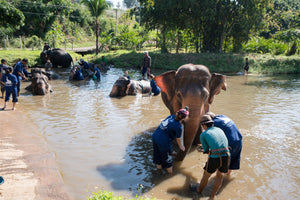 Elephant Jungle Sanctuary - Half Day Tour